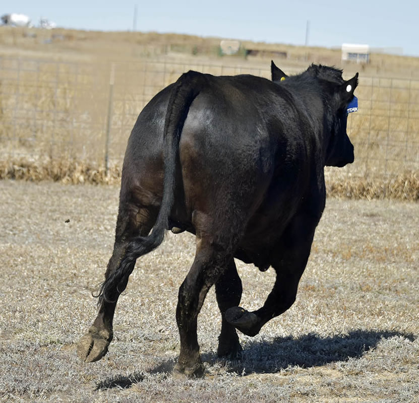 Shogun 7704  Black Wagyu Full Blood Bull Highest Seller in USA as a Two Year Old